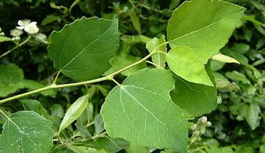 Aspen w leczeniu przewlekłego zapalenia grupy grupy