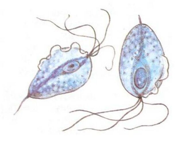 Trichomonas czynniki wywołujące zapalenie gruczołu krokowego